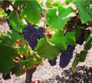 producteur de vin Reuilly AOC