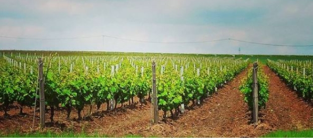 producteur de vin Reuilly AOC