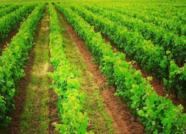 cuvée du domaine viticole à Reuilly (36) dans l'Indre